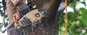 Best Fruit Tree Pruning  in Mcminnville, TN