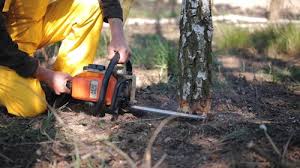 Tree and Shrub Care in Mcminnville, TN