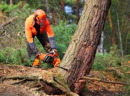 Best Utility Line Clearance  in Mcminnville, TN